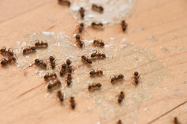 Best Local Pest Control Services  in Hobart, IN